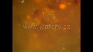 Křídový jantar B-31