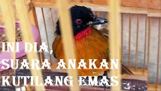 Download lagu suara anakan kutilang emas mp3