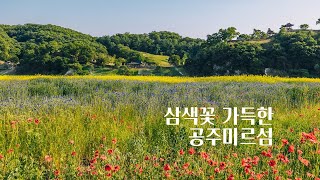 6월 가볼만한 곳! 삼색꽃 가득한 공주 미르섬 이미지