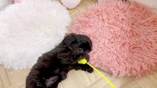 ハーフ犬の動画01