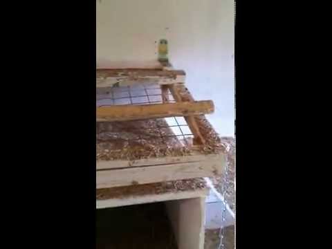 Sitzstangen und Kotbrett Konstruktion - Hühnerstall innen