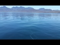 Sample of Fly Fishing for Dorado in Baja