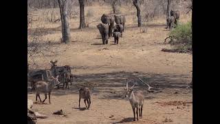 Mejete Wild Life Reserve Balantyre Malawi