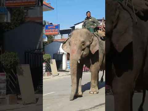 हाती मेरा साथी 🐘🐘 Man On Elephant In Town 🐘🐘 #short #ytshorts #shorts #elephant #elephantshortvideo