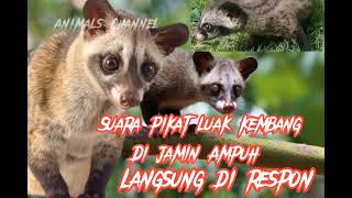Download lagu Suara pikat luwak pandan #trending luwak bermata kuning padat di jamin Ampuh !!!!!.... mp3 Download lagu Suara pikat luwak pandan #trending luwak bermata kuning padat di jamin Ampuh !!!!!.... mp3