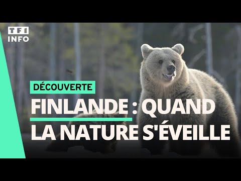 📚 Ours, loups... Quand la nature de Finlande s'éveille