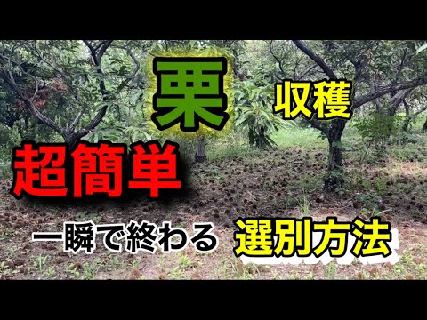 園芸 栗の収穫と保存方法は?