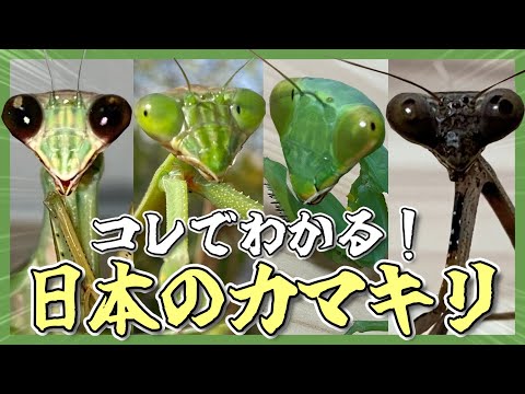 中国のカマキリについて詳しく解説