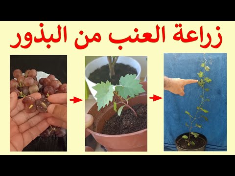 , title : 'تعلم زراعة العنب من البذور، من البذرة للثمرة ج.1'