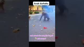 Download lagu Anak Durhaka #lucu #ngakak #kocak #animals #monkey #monyet mp3
