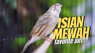 Download lagu MATERI MEWAH FAVORITE JURI!! Masteran Kenari Isian Blackthroat Paling Ampuh untuk Kenari BAHAN LOMBA mp3 Download lagu MATERI MEWAH FAVORITE JURI!! Masteran Kenari Isian Blackthroat Paling Ampuh untuk Kenari BAHAN LOMBA mp3