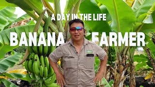 🍌 A Day in the Life of a Banana Farmer at Darwin Fruit Farms in Humpty Doo 🌞
