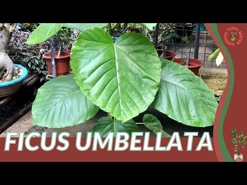 Ficus Umbellata