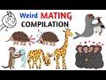 Worst Mating Rituals In Animal Kingdom Compilation