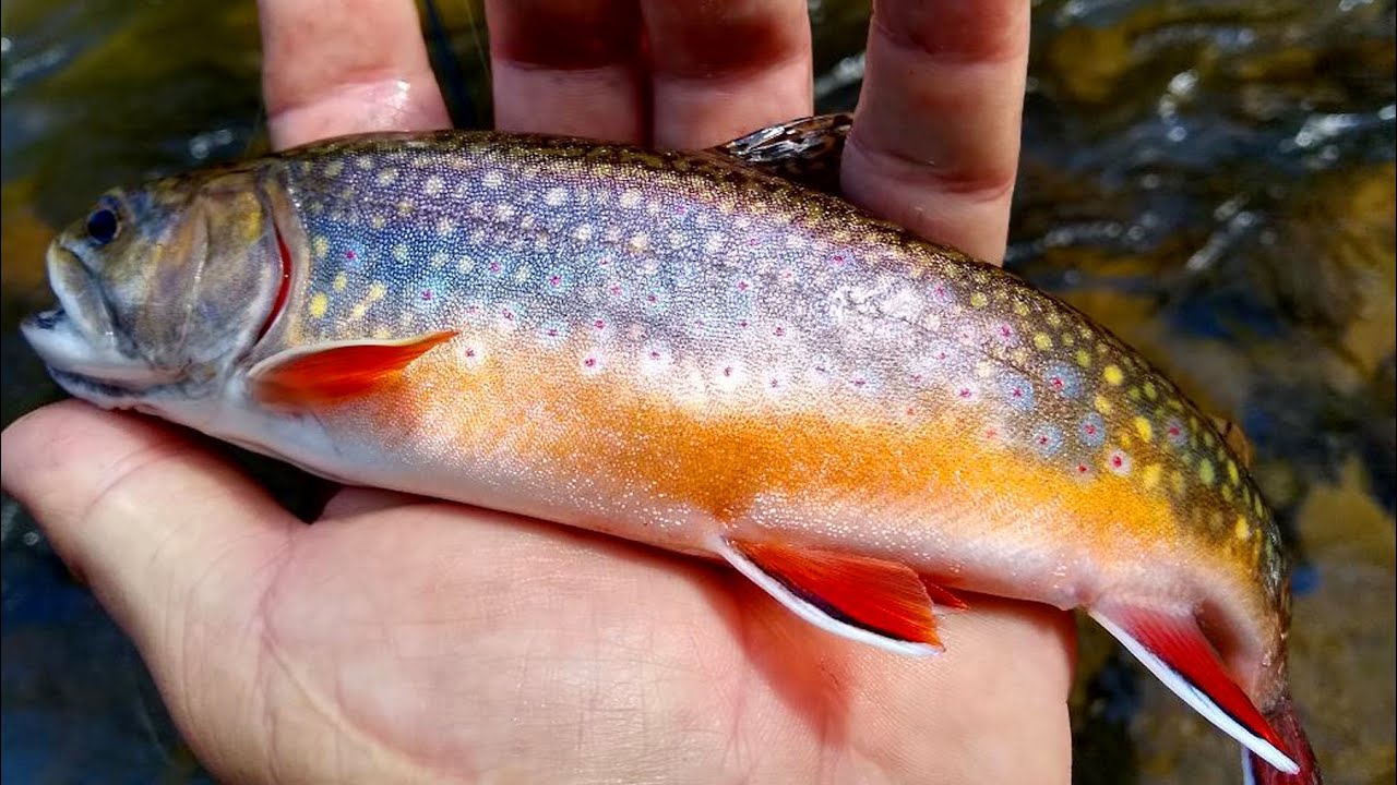 Tenkara Fishing for Brook Trout, Appalachian Mtns., NC 2020