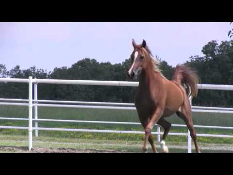 Minstrils Aziza Gale