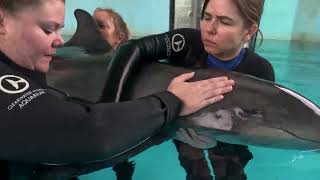 Rescued Rough-Toothed Dolphin Rehab