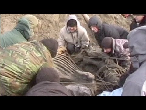 Elfjähriger entdeckt 30.000 Jahre altes Mammut