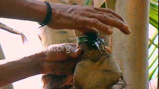 Toddy Tapping in Kerala