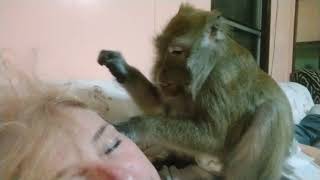 Tapping Slapping USA Macaqueing ASMR