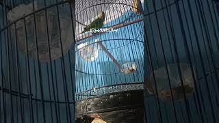 Download lagu Perkici speed rapet dan durasi . istimewa mp3 Download lagu Perkici speed rapet dan durasi . istimewa mp3