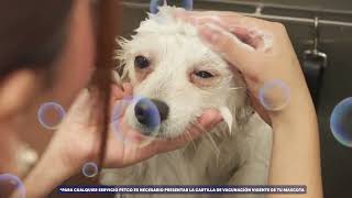 Grooming Salon and Petco