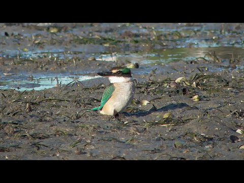 NZ Kingfisher (Kotare)