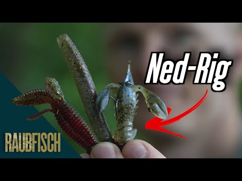 With Ned-Rig from Z-Man for perch and zander I Artificial bait portrait