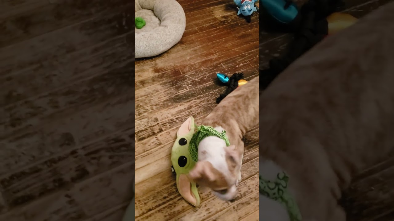 Brock, a ADOPTABLE mixed breed in Detroit, MI video 5/5