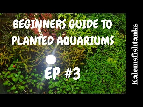 substrate in your planted tank/ Beginners guide to planted aquariums EP #3