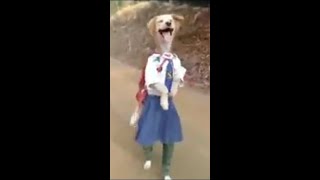 Download lagu Viral Akibat Manusia Menghina Binatang mp3 Download lagu Viral Akibat Manusia Menghina Binatang mp3