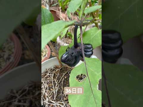 comment-faire-pousser-coriandre-maison-forme-racines