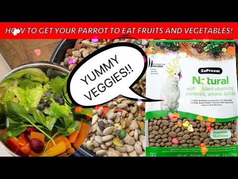 #229 WIE ICH MEINEN PAPAGEIEN BEIBRINGE OBST UND GEMÜSE ZU ESSEN