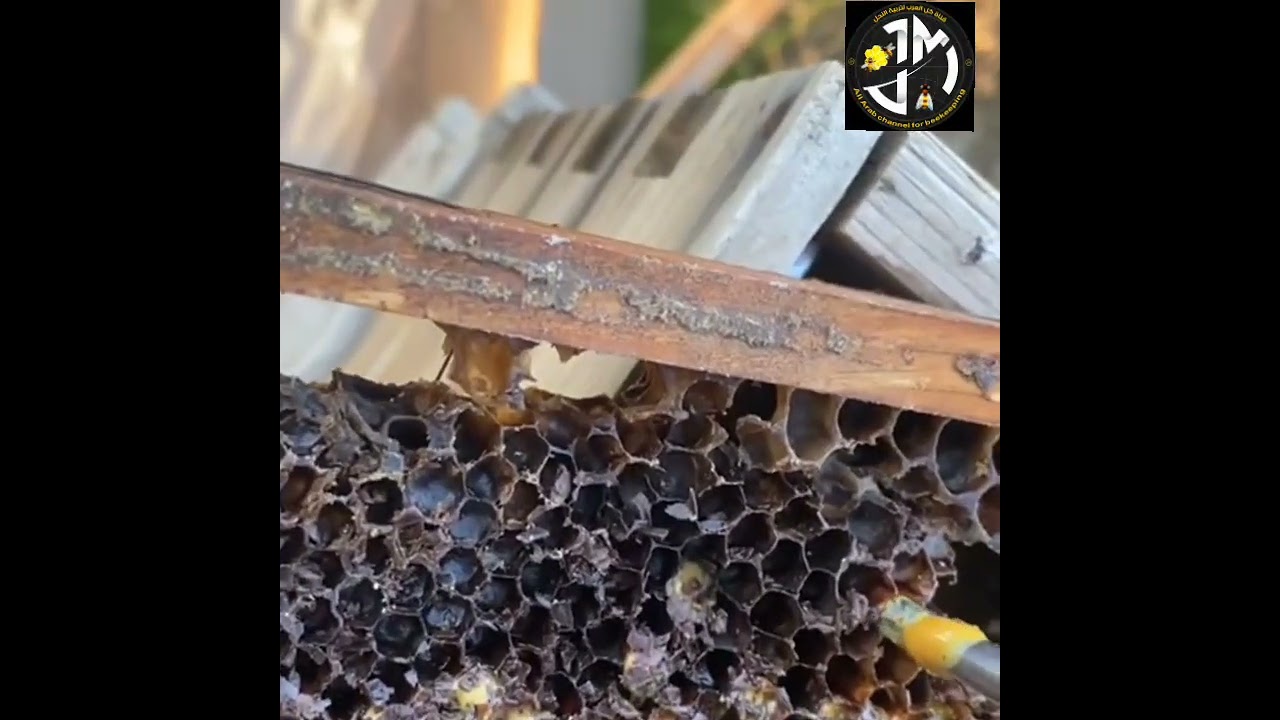 تجيش النحل والمتابعة والاستعدادات للموسم الجديد 5/1/2026