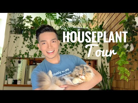 🍃 Houseplant Tour Part 1🍃