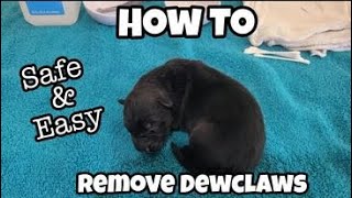 Removing Pups Dewclaws for Beginners | How To Safe and Easy | Ayers Legends German Shepherds