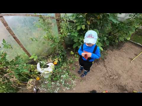 Dabas Pētnieki  - Kartupeļu eksperiments. Kā zied redīsi! Mācamies kopā par audziņiem! Bērniem.