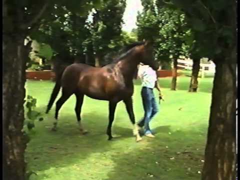 Inter Dominion Grand Final - 1977 and 1981