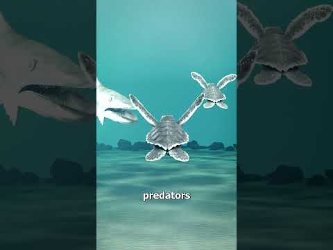 Sea Turtle Hatchlings' Dangerous Trek 😲