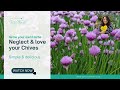Garden Chives: How to Grow, Prune, Harvest and Use