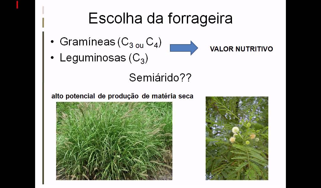 Fenação - Forragicultura