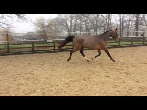 2014 Stallion by Iron Man Van T Meulenhof (Parco) X Lord Incipit (Lord)