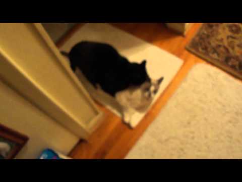 Mitty Likes Maddy A Lot!