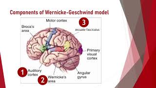 Wernicke-Geschwind model of language perception and production