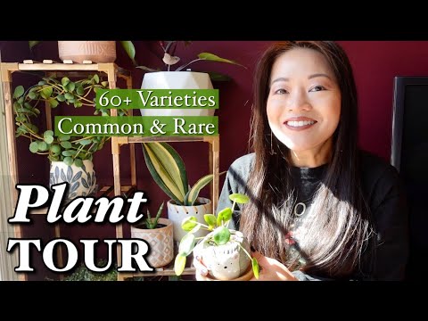 🪴 Easy Care and Unique Indoor Plant Collection | 🌱 Styling + Care Tips | Full Houseplant Tour
