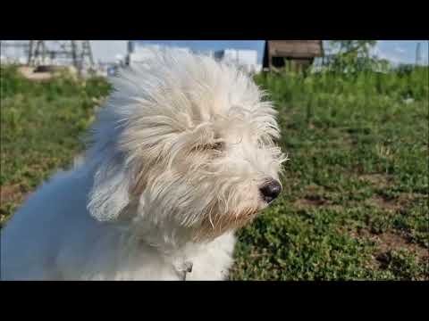 Perros Coton de Tulear en venta