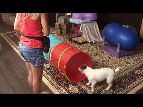 Daisy and Rayelle 8 AKC Novice Tricks