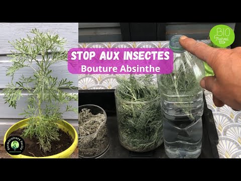 Wormwood: The Garden's Secret Pest Repellent Weapon