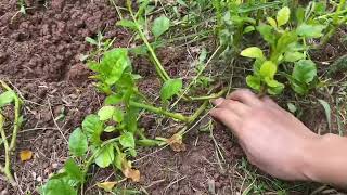 Part 1: Land preparation for our little garden in the backyard.