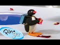 Pingu And The Litter Pingu Official Channel Cartoons For Kids